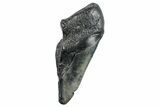Partial Fossil Megalodon Tooth - South Carolina #272587-1
